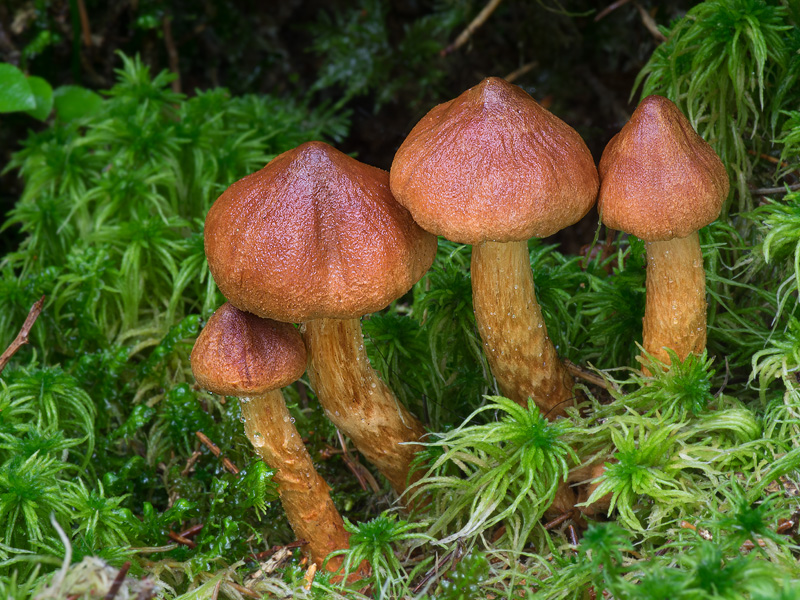 Cortinarius rubellus